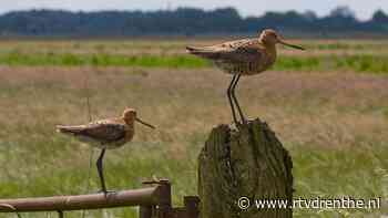Moeilijke tijden weidevogels, maar in Leutingewolde gaat het goed - RTV Drenthe