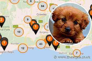 Dogs at risk from lungworm - over 1,300 cases reported near Brighton - The Argus
