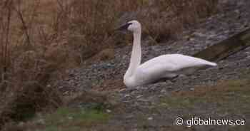B.C. man calls for lead shot ban after hundreds of swans die on cross-border lake