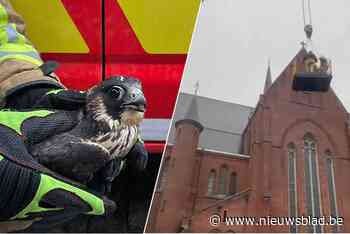 Brandweer moet slechtvalk redden uit kerktoren in Ronse - Het Nieuwsblad