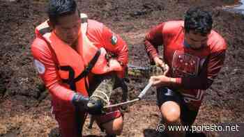 Rescatan a cocodrilo bebé 'perdido' entre el sargazo de Playa del Carmen - PorEsto