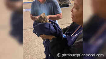 Northern Regional Police Officers Rescue Kitten Trapped Under Car Hood