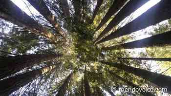 Chainsaws fall silent this week: logging in Jackson State Forest stopped - The Mendocino Voice