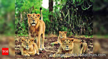 Why do Gir lions prefer open forest? - Times of India