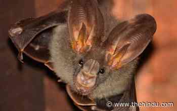 Forest fragments in agricultural areas are key to bat conservation: study - The Hindu