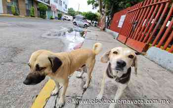Reforma contra el maltrato animal, un paso adelante - El Sol de Cuernavaca