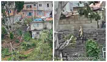 Ahorcan a un gatito en Tetela del Monte, Cuernavaca - Diario de Morelos