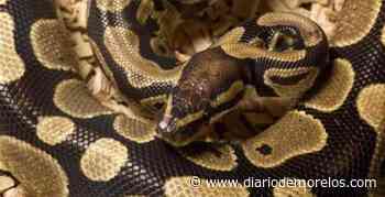 Pitón se escapa de una vivienda en Ciudad Chapultepec, Cuernavaca - Diario de Morelos