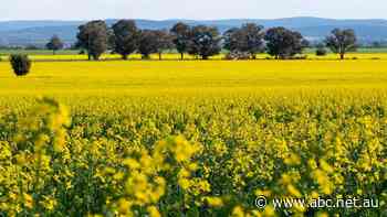 Canola price falls, but market remains volatile