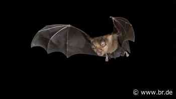 Zum Steigerwald-Jubiläum: Fledermausweg eröffnet bei Bamberg - BR24
