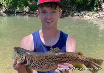 Fishing Report: Fish kill at Carnegie Lake; big trout taken at Loyalhanna - Pittsburgh Post-Gazette