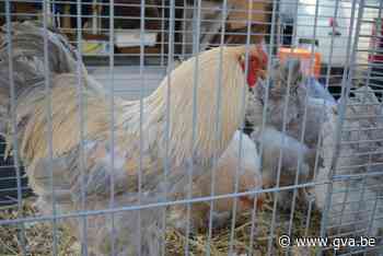 Extra dierenarts gezocht voor dieren- en boerenmarkt (Mol) - Gazet van Antwerpen