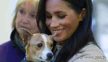 Meghan Markle grateful to those who gave forever homes to animals amid pandemic - Geo News
