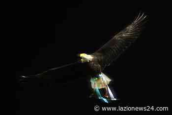 Strage di Ardea, gli ultras Lazio: «Ciao David e Daniel, è un mondo folle» - Lazio News 24