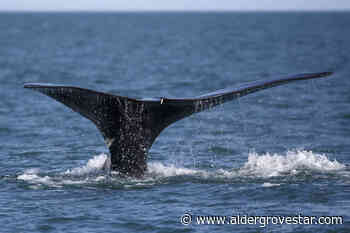 Whale's survival needs fishers, regulators to innovate to avoid entanglements: film – Aldergrove Star - Aldergrove Star