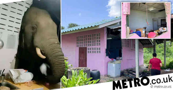 Elephant smashes through kitchen wall at 2am to steal bag of rice