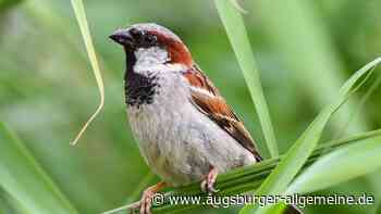 Spatz gerettet: Tier war in Senden in einem Rohr gefangen