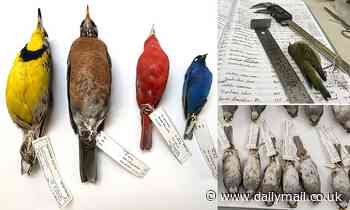 Climate change is NOT to blame for birds shrinking in size, scientists say 