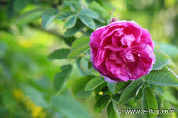 Moon Rose - Architecture - E-Flux