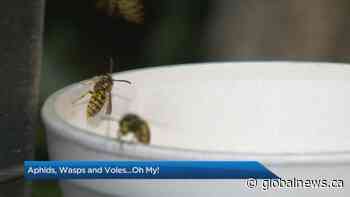 Ask the Expert: How to control pests in summer 2021