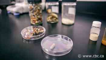 B.C. health researchers harness the 'magic' of psychedelic mushrooms