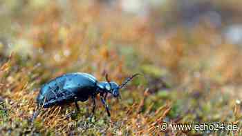 Aufpassen! Dieser Killer-Käfer ist hochgiftig – und er lebt in Deutschland - echo24.de