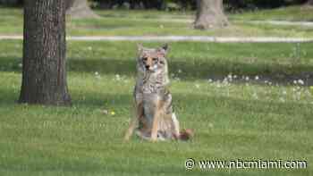 Coyote Population Booms in Florida