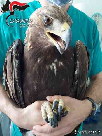 Aquila reale ferita ad un'ala, bracconieri ricercati - Agenzia ANSA