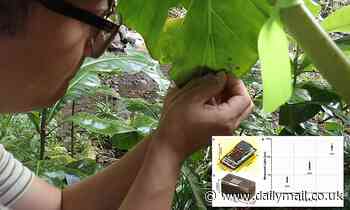 Scientists glued computers on snails to figure out how they survived in the South Pacific 