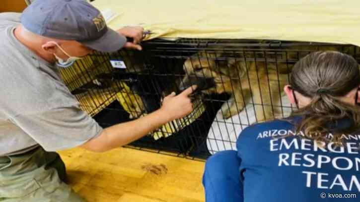 Arizona shelter battles to stretch resources for pets forced to evacuate from wildfires