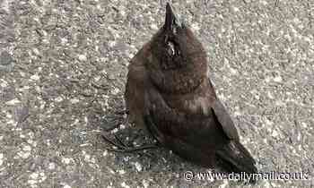 Mysterious disease is blinding and killing hundreds of birds in DC area