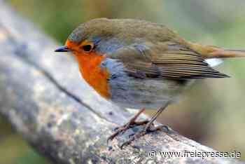 Rotkehlchen im Vogtland: Darum ändern die Zugvögel ihr Verhalten - Freie Presse