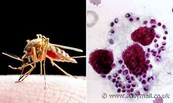 Flesh-eating parasites from South America could push into the US due to climate change