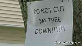 Irondequoit neighbors frustrated about tree removal due to road, gutter work
