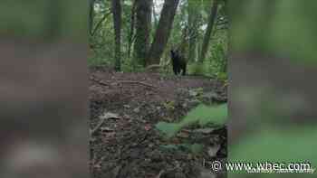 Bear sightings reported in Canandaigua