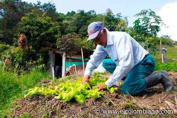 Las semillas nativas, una tradición milenaria que se siembra en Medellín - El Colombiano