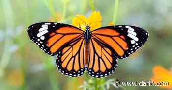 Por la vuelta de las monarcas al Gran Buenos Aires: la hermosa mariposa que también es venenosa - Clarín