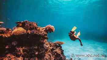 Great Barrier Reef is 'beautiful, healthy', not 'in danger', tour operators say