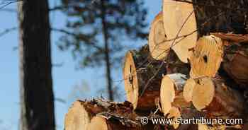 New $440 million wood plant planned on Iron Range