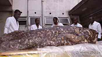 'Living fossil' fish surprises scientists with 100-year lifespan