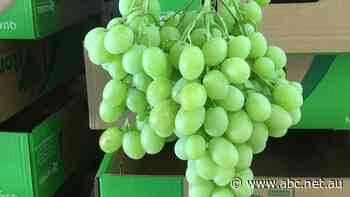 Grape company fined by ACCC for misleading consumers