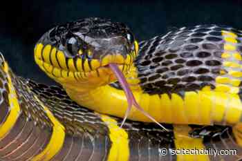Smelling in Stereo: The Real Reason Snakes Have Flicking, Forked Tongues