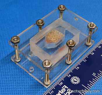 Teams Engineer Complex Human Vascular Tissues – Win Top Prizes in NASA Challenge