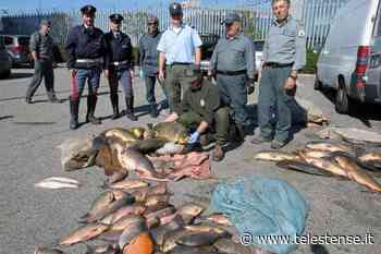 PESCA: ferraresi in difficoltà a Novi di Modena - Telestense