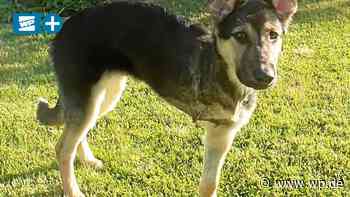 Schäferhund Hans aus Marsberg muss Bein amputiert werden - Westfalenpost