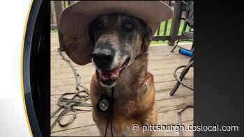 Retired Pittsburgh City Schools Police K9 Bobbie Passes Away