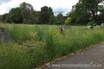 Graves hidden with overgrown grass at Croydon cemetery