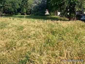 “Erba alta in città?”. Il Comune spiega su Facebook la situazione - ilSaronno