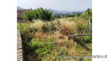 Albornoz, erba più alta dei Torricini - il Resto del Carlino