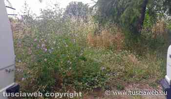 "In via Giuseppe Ricci la situazione erba è insostenibile" - Tuscia Web